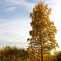 Во поле берёзоньки стояли.. :: Василий 