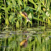 Жёлтая трясогузка на берегу речки Свинцовки. :: Восковых Анна Васильевна Жёлтая трясогузка на берегу речки Свинцовки. :: Восковых Анна Васильевна