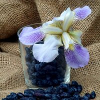 Натюрморт :: александр 