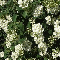 Спирея :: Freddy 97