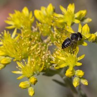 Пчёлка :: Светлана Тихонина