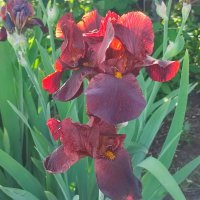 Ирис :: Валентина Богатко 