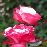 Розы :: Валерий 