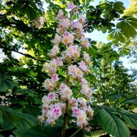 Каштаны ещё цветут. :: Лия ☼ Каштаны ещё цветут. :: Лия ☼