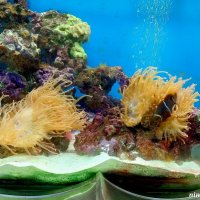 Аквариум в ростовском зоопарке :: Нина Бутко Аквариум в ростовском зоопарке :: Нина Бутко