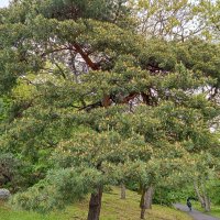 Сосна :: Виктор Сосна :: Виктор