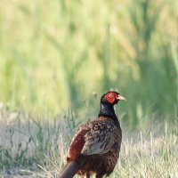 У дороги фазан  :: Борис E