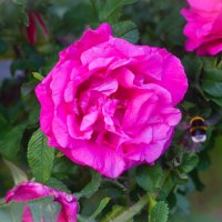 Роза :: Сергей Ц