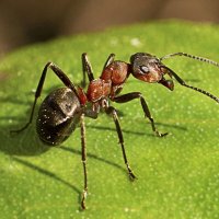 Муравей :: Андрей Пристяжнюк Муравей :: Андрей Пристяжнюк