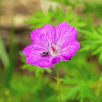 герань :: Виталий Емельянов