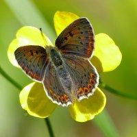 опять про бабочек 19 :: Александр Прокудин