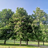 Каштан :: Сапсан 