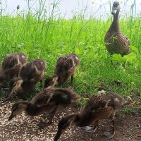 Утята :: Сапсан Утята :: Сапсан