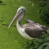 Пеликан :: <<< Наташа >>> Пеликан :: <<< Наташа >>>