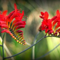 они на радость нам даны :: Олег Лукьянов