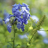 Краски лета. :: Оля Богданович Краски лета. :: Оля Богданович