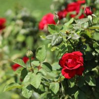 Красный куст. :: Оля Богданович