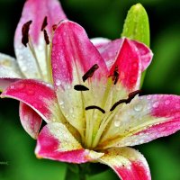 Вот и первые лилии зацвели. Самые ранние. :: Восковых Анна Васильевна 