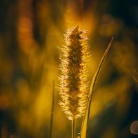 *** :: Виктор Иванович Чернюк