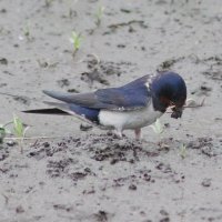 Строительство  гнезда (серия) :: Любовь Сахарова