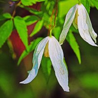 Июнь...В тайге зацвел княжик сибирский! :: Владимир 