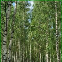 Берёза — символ России :: Ольга Довженко