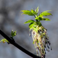 Первые листья :: Роман Савоцкий Первые листья :: Роман Савоцкий