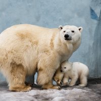 Белый :: SanSan 