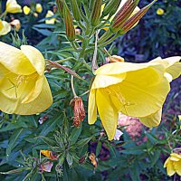 Барселона. :: Владимир Драгунский