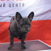 Москва. Парад французских бульдогов в усадьбе «Воронцово». :: Наташа *****
