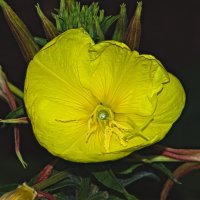 энотера лунник :: Giant Tao /