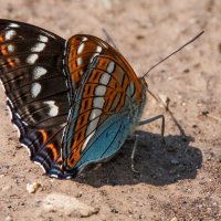 *** :: Владимир Безбородов *** :: Владимир Безбородов