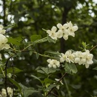 Цветёт жасмин. :: Петр Беляков