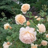 Розочки :: Елена Семигина