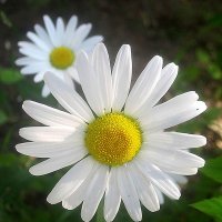 С ЛНЕМ РОССИИ! МИРА И ДОБРА! :: Елена Семигина С ЛНЕМ РОССИИ! МИРА И ДОБРА! :: Елена Семигина