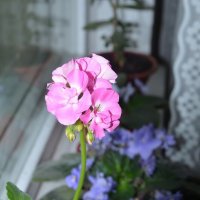 Герань :: Oleg4618 Шутченко Герань :: Oleg4618 Шутченко