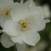 Жасмин :: Глеб 