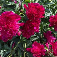 "А на нейтральной полосе цветы..." :: Ирэн "А на нейтральной полосе цветы..." :: Ирэн