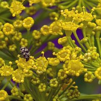 Цветёт укроп :: Валерий Ткаченко Цветёт укроп :: Валерий Ткаченко