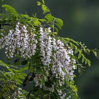 Белая акация :: Aleksey Afonin