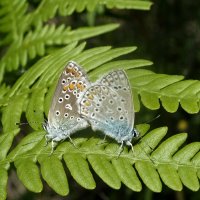 ** :: Зоя Мишина