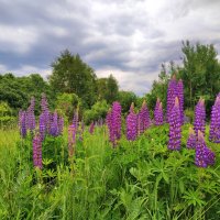 Люпины цветут :: Денис Бочкарёв Люпины цветут :: Денис Бочкарёв