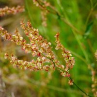 Про семена... :: Николай Гирш Про семена... :: Николай Гирш