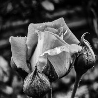 * :: Валерий Ткаченко