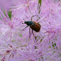 Любитель прекрасного ) :: Андрей Зайцев