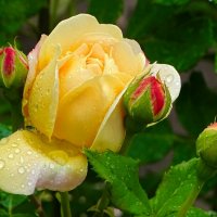 Розы в городе. :: Милешкин Владимир Алексеевич Розы в городе. :: Милешкин Владимир Алексеевич