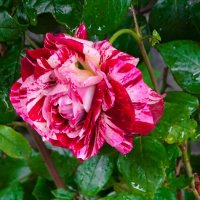 Розы в городе. :: Милешкин Владимир Алексеевич 