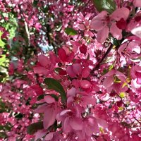 Яблони в цвету :: Veera V