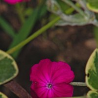 Горицвет кожистый :: Giant Tao / Горицвет кожистый :: Giant Tao /