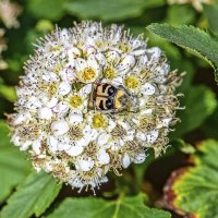 Типа спрятался :: Валерий Иванович Типа спрятался :: Валерий Иванович